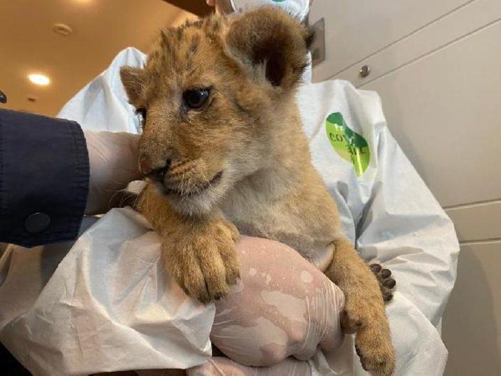 İstanbul'da lüks rezidansa baskın! İranlı manken gözaltına alındı G5