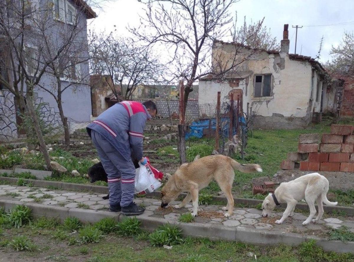 Sokak hayvanları besleniyor