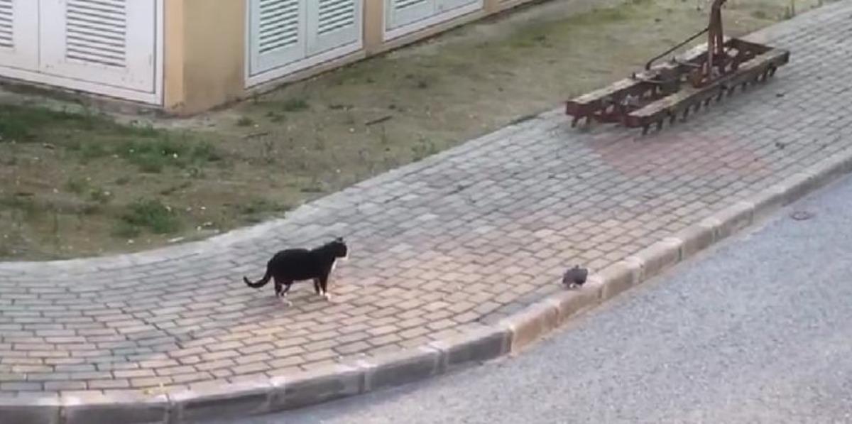 Oyunun &ouml;l&ccedil;&uuml;s&uuml;n&uuml; ka&ccedil;ıran kedi, kumruyu yaraladı