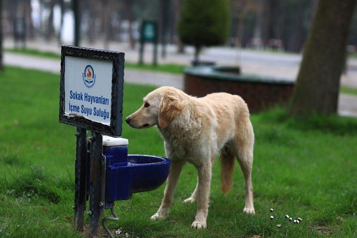 Büyükşehir belediyesi sokak hayvanlarını unutmadı G4