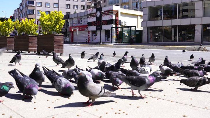 Çekmeköy Belediyesi ekipleri kuşları ve sokak hayvanlarını besledi G3