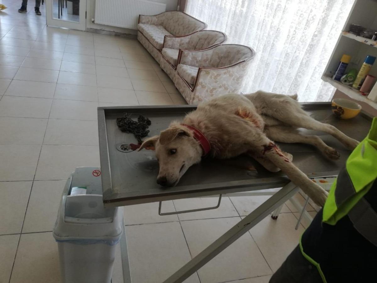 Bilecik&rsquo;te t&uuml;fekle vurulan k&ouml;pek tedavi altına alındı