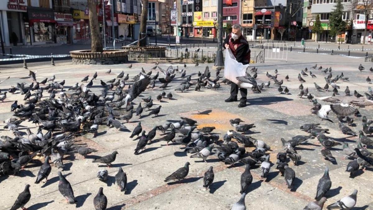 Meydanları mesken tutan g&uuml;vercinleri polisler besledi