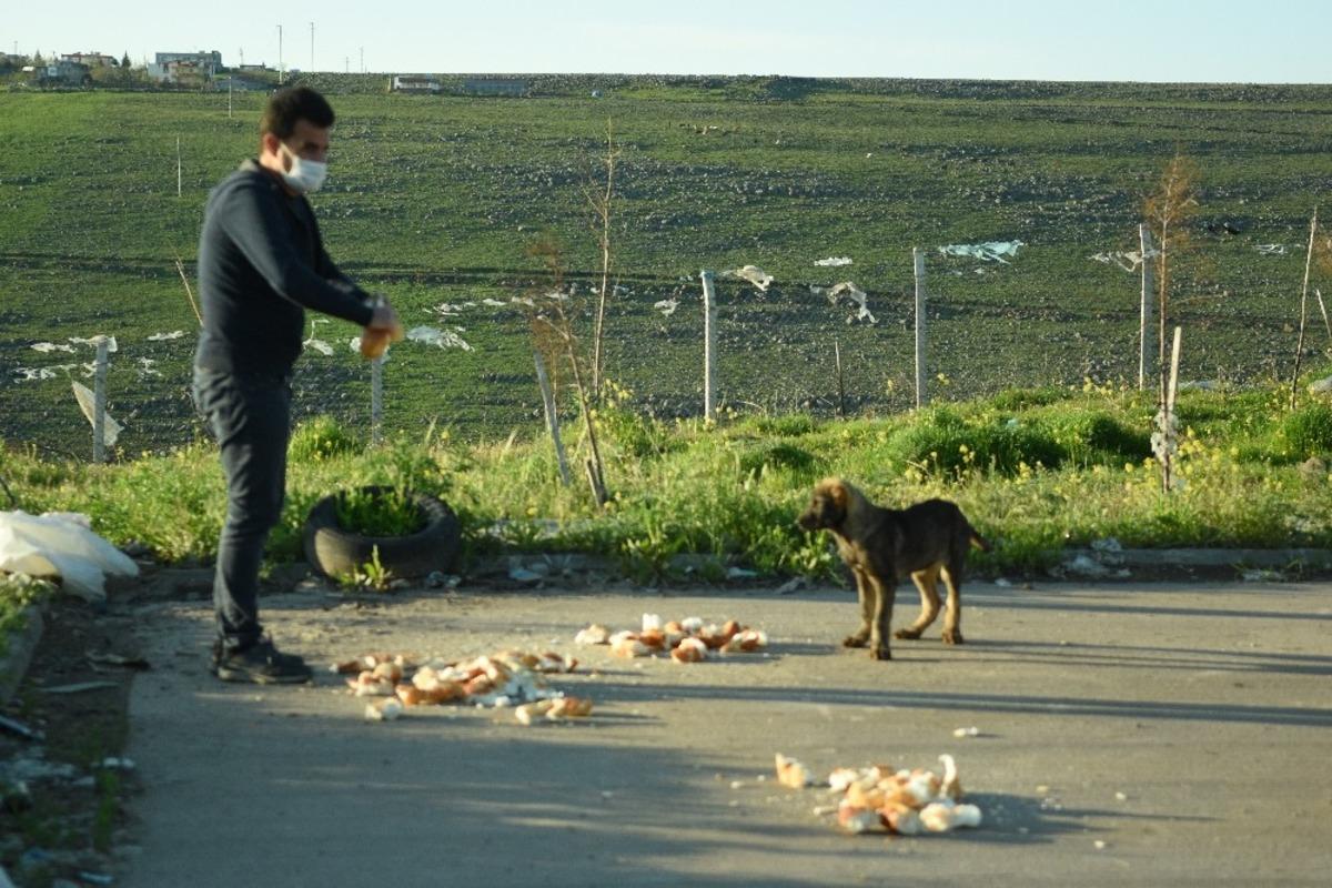 Elleriyle sokak hayvanlarını beslediler