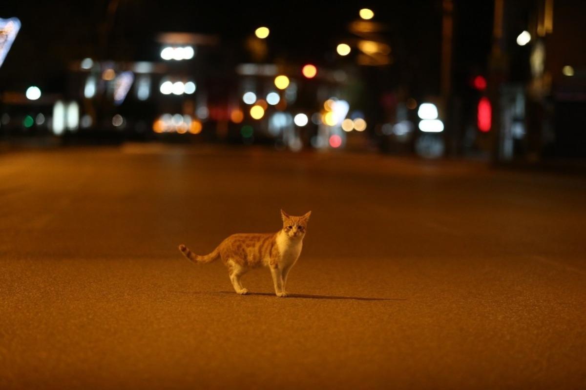 (&Ouml;zel) Sokağa &ccedil;ıkma yasağının kalkmasına saatler kala boş caddelerin keyfini s&uuml;rd&uuml;ler