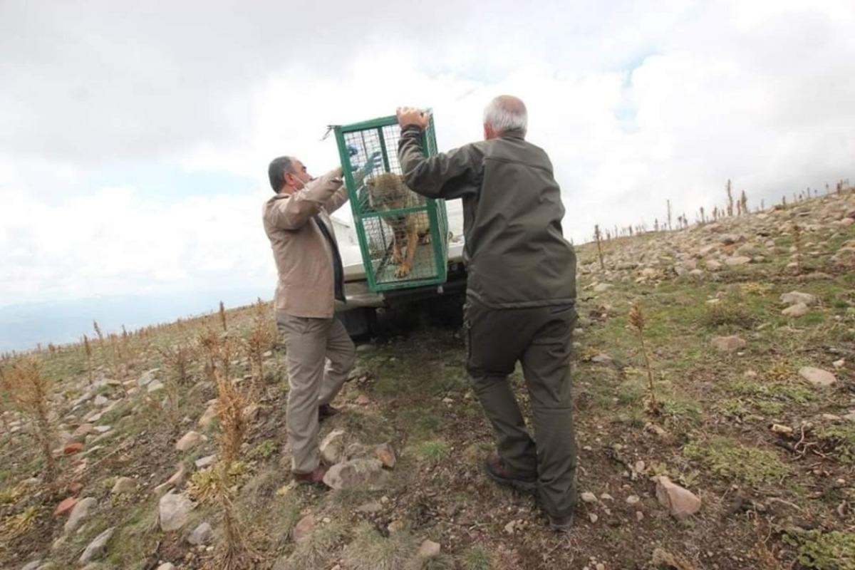 Tedavisi tamamlanan yaralı kurt &ouml;zg&uuml;rl&uuml;ğ&uuml;ne kavuştu