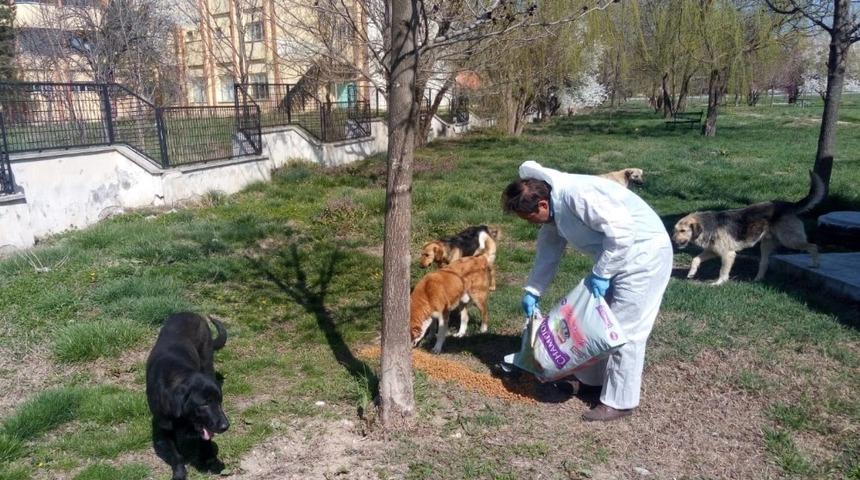 Sokak hayvanlarına yiyecek
