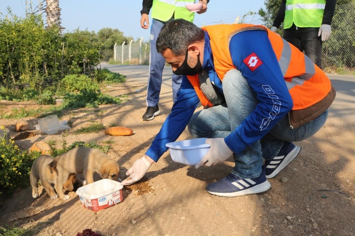 A&ccedil; kalan sokak hayvanlarının imdadına belediye yetişti
