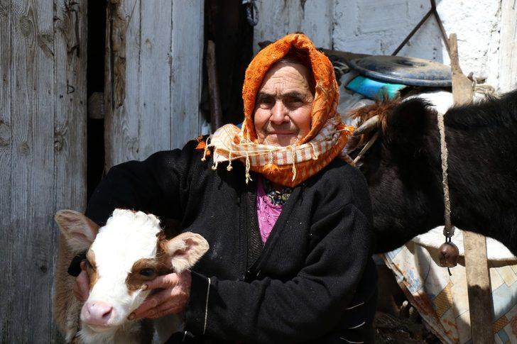 Telef olan ineğinin başında feryat ediyordu! Sabiha Nine umudun yüzü oldu G1