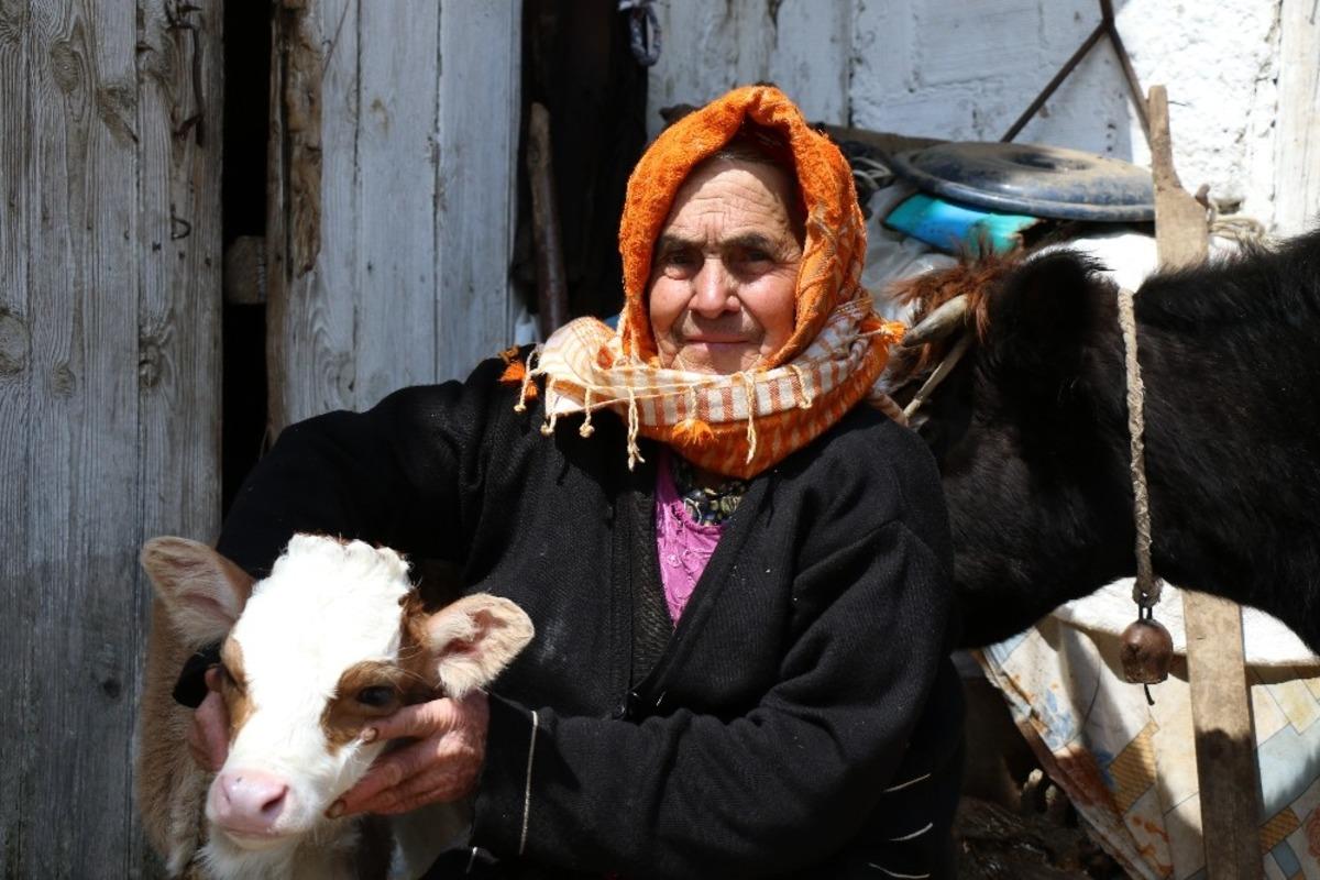 Telef olan ineğinin başında feryat ediyordu! Sabiha Nine umudun y&uuml;z&uuml; oldu