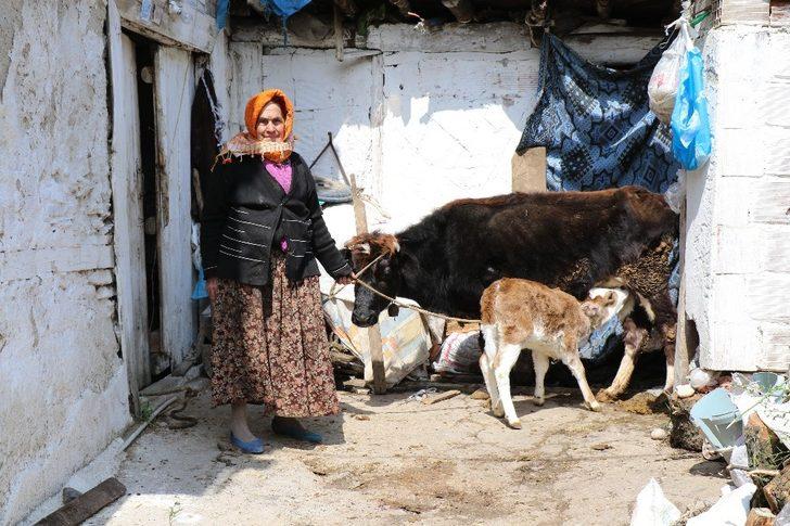 Telef olan ineğinin başında feryat ediyordu! Sabiha Nine umudun yüzü oldu G2