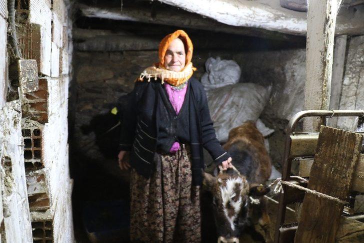 Telef olan ineğinin başında feryat ediyordu! Sabiha Nine umudun yüzü oldu G3