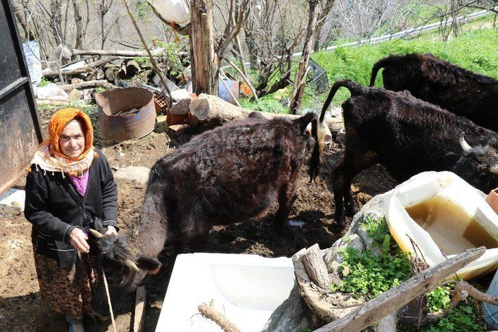 Telef olan ineğinin başında feryat ediyordu! Sabiha Nine umudun yüzü oldu G5