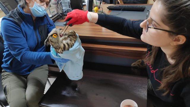 Yaralı Puhu kuşu tedavi altına alındı