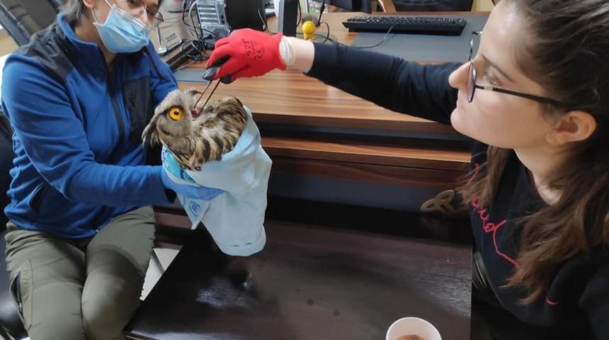 Yaralı Puhu kuşu tedavi altına alındı