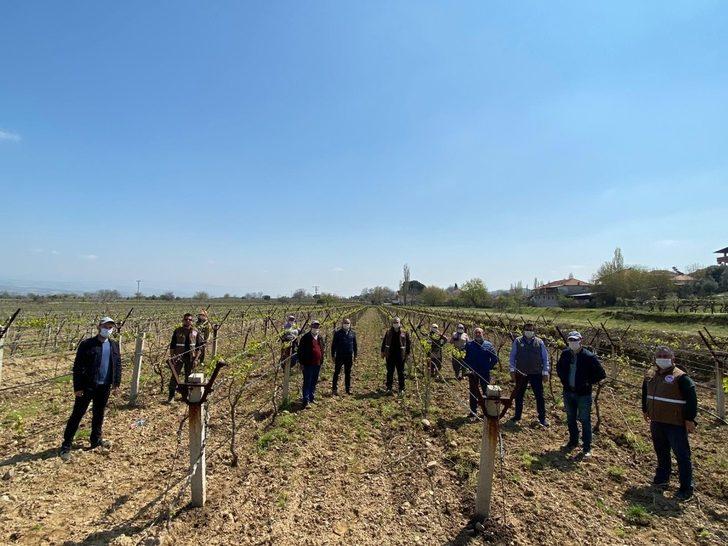 Feromon tel bağları salkım güvesinden koruyacak G3