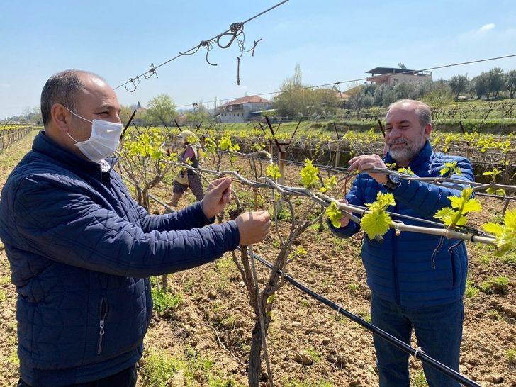 Feromon tel bağları salkım güvesinden koruyacak G4