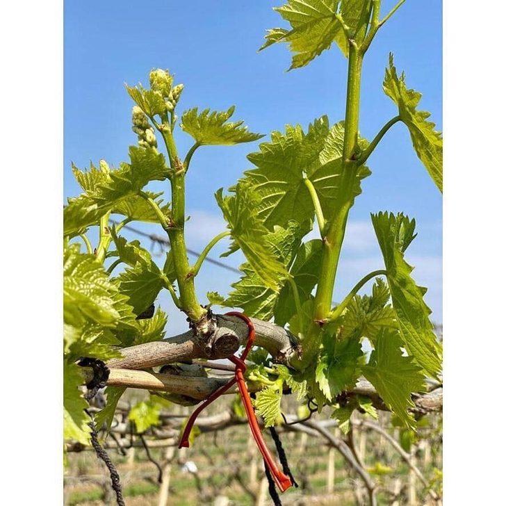 Feromon tel bağları salkım güvesinden koruyacak G5