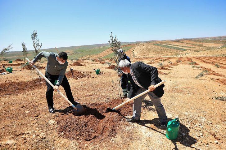 Şehitkamil’de 4 bin 100 fidan dikildi G1