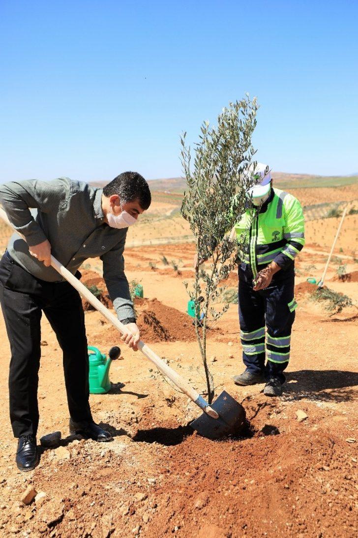 Şehitkamil’de 4 bin 100 fidan dikildi G4