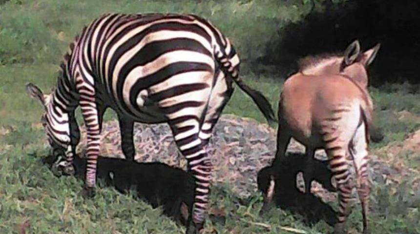 Zebranın bir eşekle &ccedil;iftleşmesinden doğan Zeşek g&ouml;renleri hayrete d&uuml;ş&uuml;rd&uuml;
