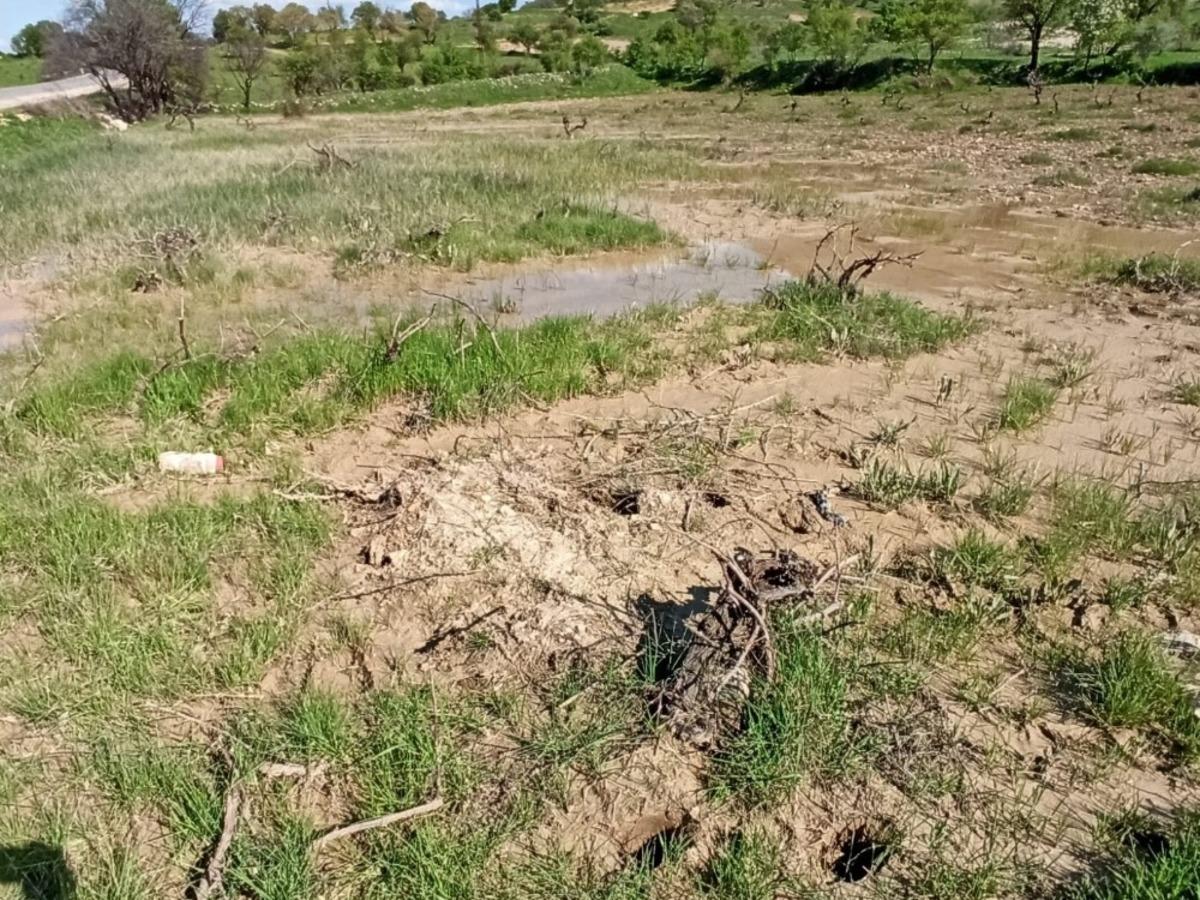 Gerc&uuml;ş&rsquo;te sağanak yağış ekinlere zarar verdi