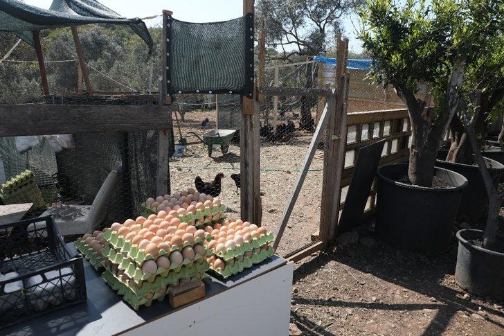 5 bin yumurtayı ücretsiz dağıttı G3