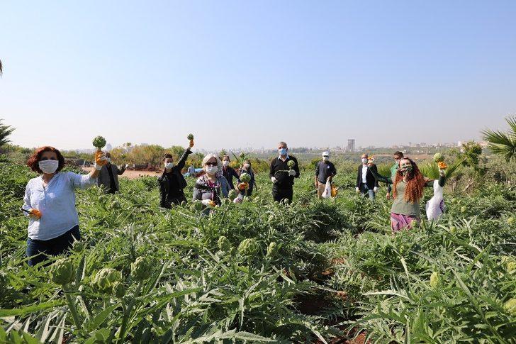 Mezitli’de korona günlerinde enginar hasadı G1