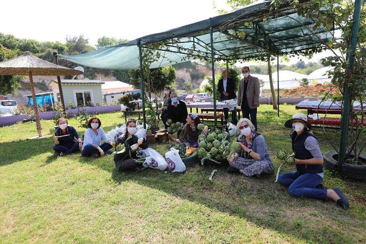 Mezitli’de korona günlerinde enginar hasadı G2