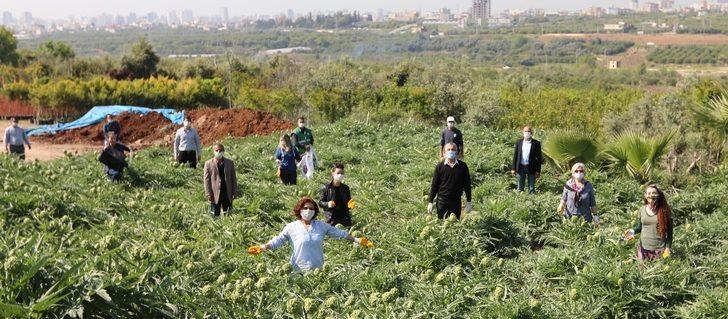 Mezitli’de korona günlerinde enginar hasadı G3
