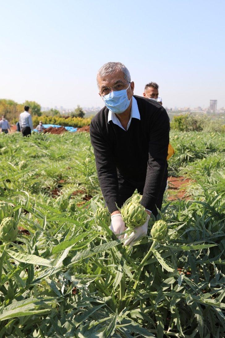 Mezitli’de korona günlerinde enginar hasadı G4