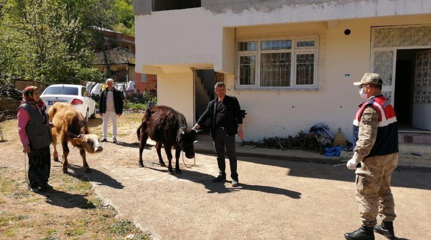 Samsun kayıp hayvanlar bulundu