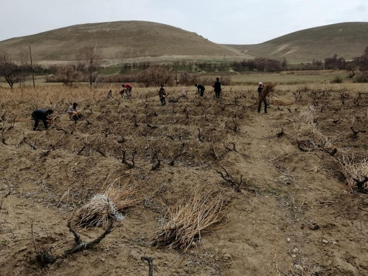 Milletvekili Arvas: &ldquo;Tarımsal ve k&uuml;lt&uuml;rel değeri olan Erciş &uuml;z&uuml;m&uuml;n&uuml; yaygınlaştırıyoruz&rdquo;