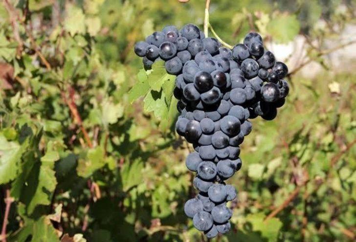 Milletvekili Arvas: “Tarımsal ve kültürel değeri olan Erciş üzümünü yaygınlaştırıyoruz” G2