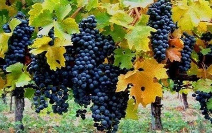 Milletvekili Arvas: “Tarımsal ve kültürel değeri olan Erciş üzümünü yaygınlaştırıyoruz” G3