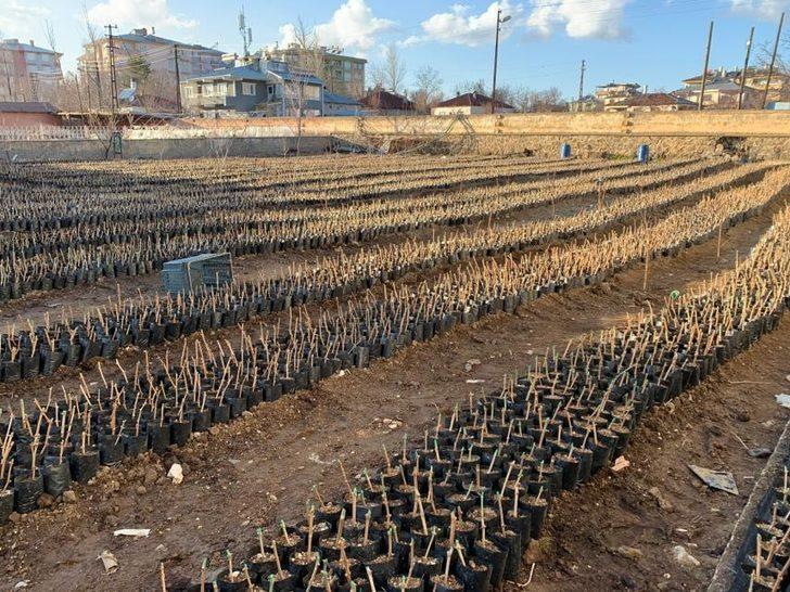 Milletvekili Arvas: “Tarımsal ve kültürel değeri olan Erciş üzümünü yaygınlaştırıyoruz” G4