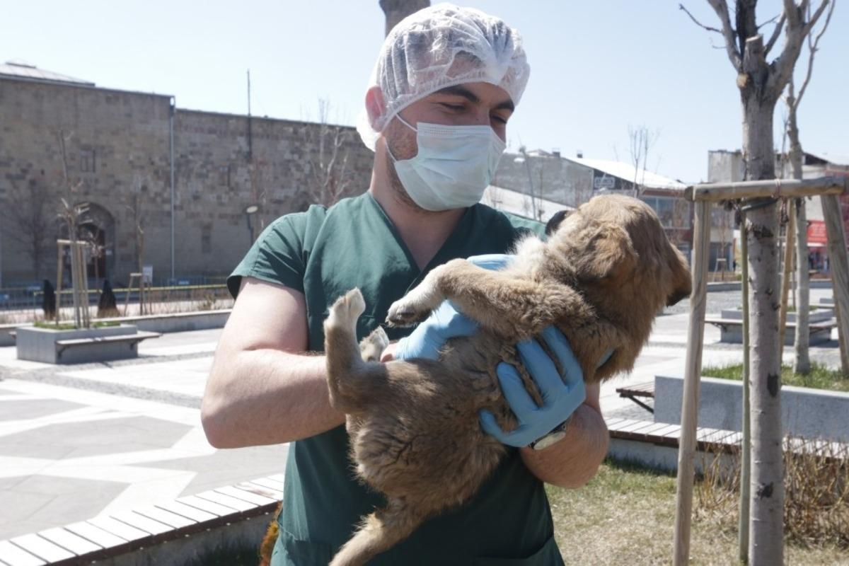 B&uuml;y&uuml;kşehir sokak hayvanlarını unutmadı