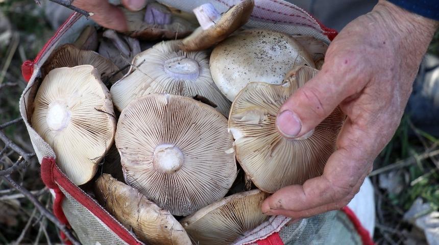 Bayburt&rsquo;ta mantar sezonu başladı