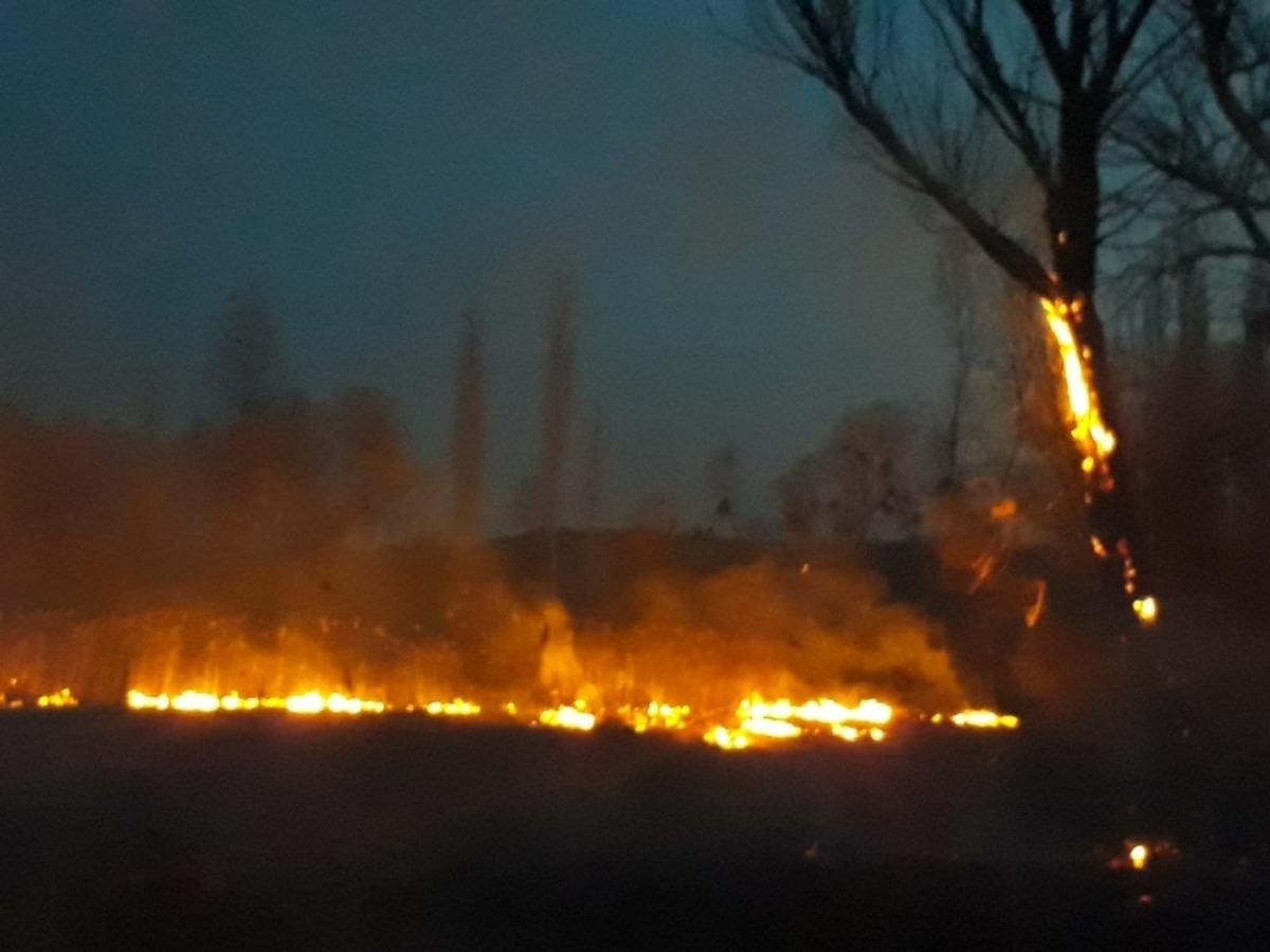 Yanan otlar ormana sı&ccedil;ramadan s&ouml;nd&uuml;r&uuml;ld&uuml;