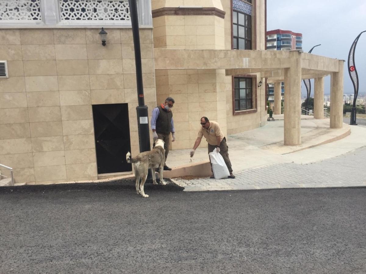 Sahipsiz hayvanları beslediler