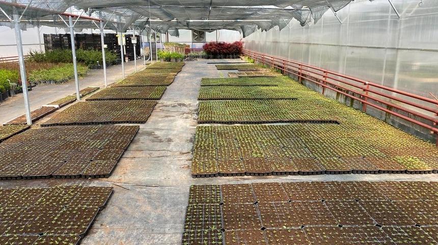 G&ouml;lbaşı Belediyesinden 80 bin organik sebze fidesi