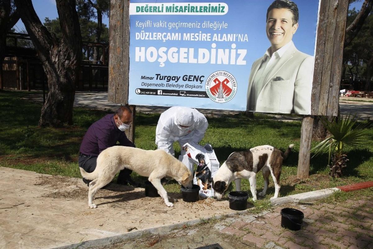 D&ouml;şemealtı&rsquo;nda sokak hayvanlarının su ve mama kapları arttırıldı