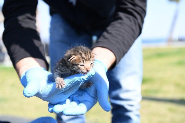 Konyaaltı Belediyesi’nden yavru kediye yardım eli G1
