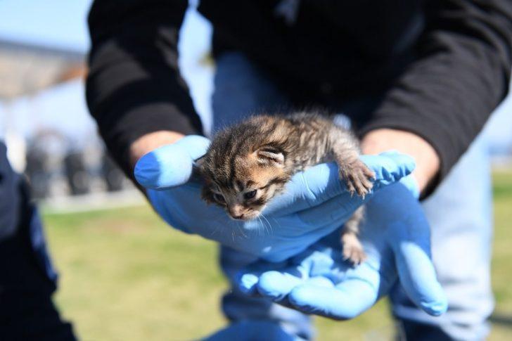 Konyaaltı Belediyesi’nden yavru kediye yardım eli G2