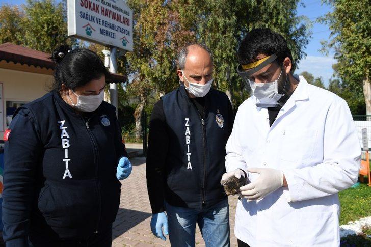 Konyaaltı Belediyesi’nden yavru kediye yardım eli G4