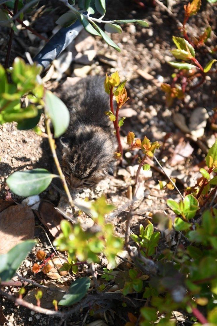Konyaaltı Belediyesi’nden yavru kediye yardım eli G5