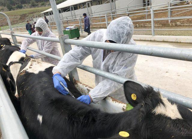 Tavşanlı İlçe Tarım Müdürlüğü faaliyetlerine devam ediyor