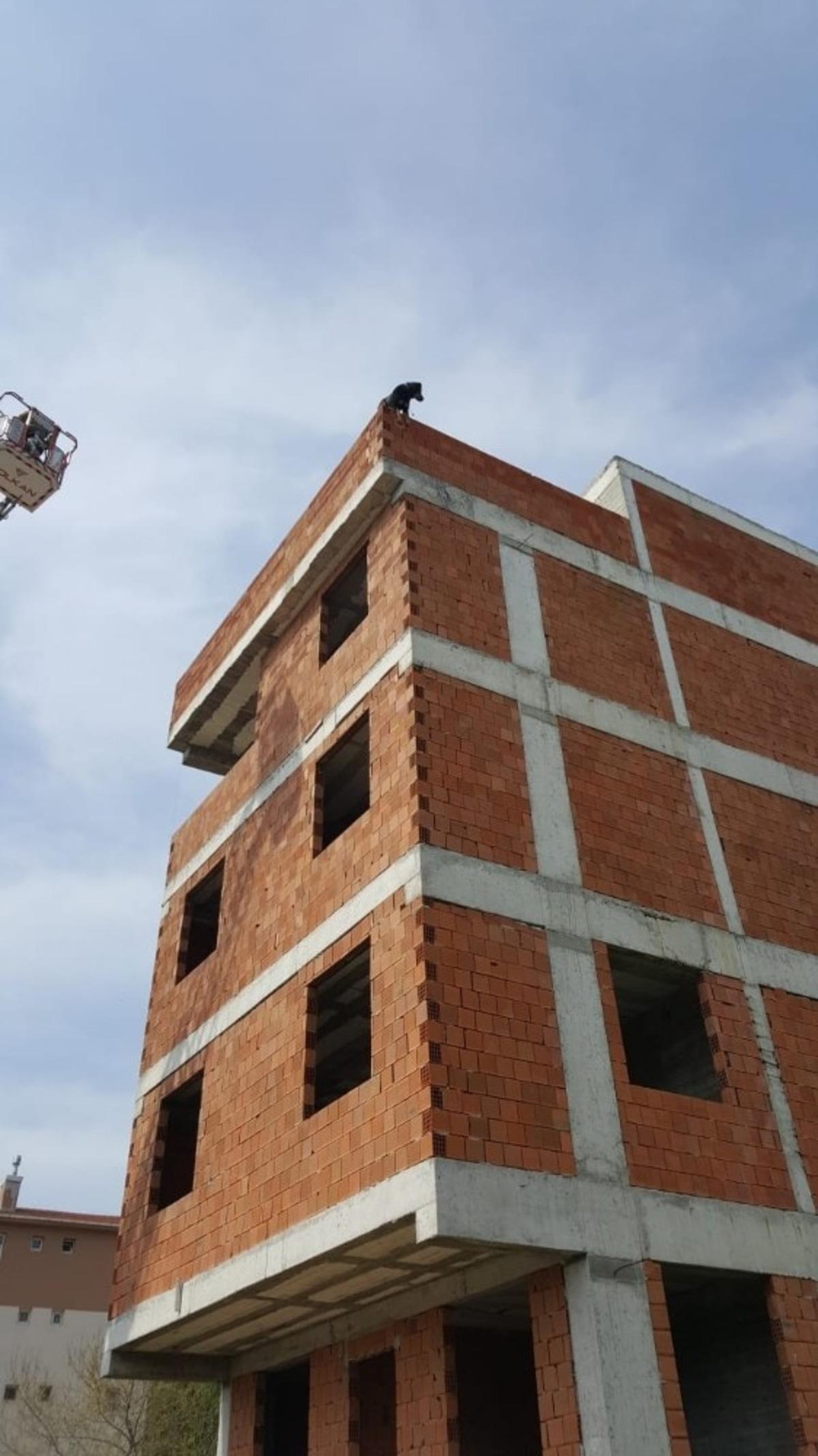 Boş inşaatın &ccedil;atısına &ccedil;ıkan k&ouml;pek d&uuml;şmekten son anda kurtarıldı