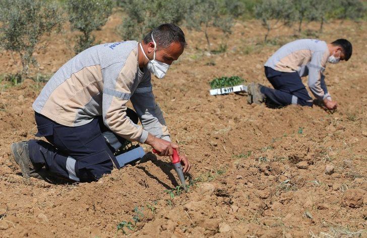 Buca’da korona virüsüne karşı gıda önlemi: 16 dönümde 40 bin fide G2