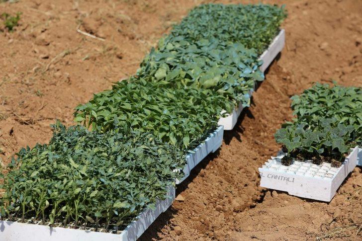 Buca’da korona virüsüne karşı gıda önlemi: 16 dönümde 40 bin fide G3